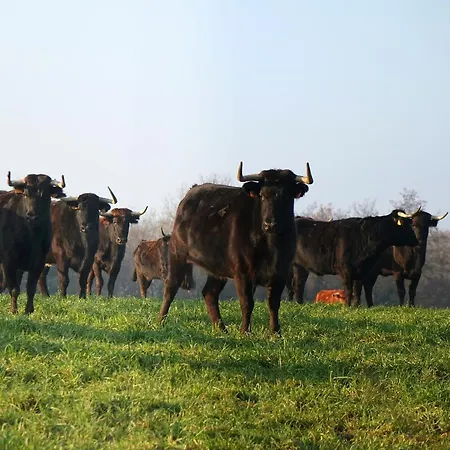 Oda ve Kahvaltı Ranch Bignaou