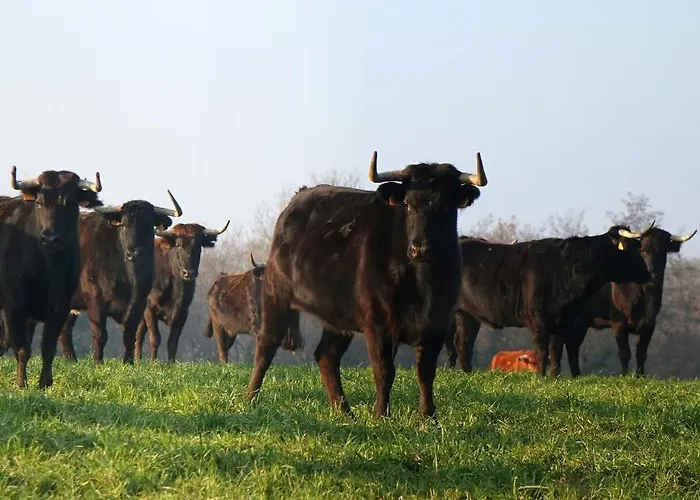 Bed & Breakfast Ranch Bignaou