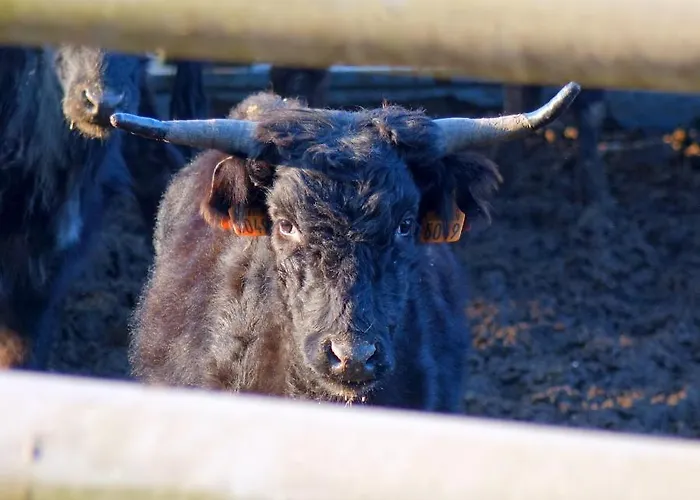 Ranch Bignaou Bed & Breakfast Amou